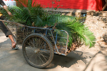 A Gardener's Cart Full Of Leaves And Twigs Removes Leaf Weeds From The Yard. To Decorate The Garden To Look Beautiful
