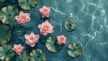 Pink Blooming Water Lily Flowers Sunlight Rippling On Pond Water Top Down View 