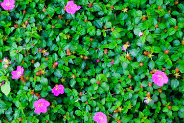 Wall Mural - pink flowers on the green leaves background. top view, flat lay.