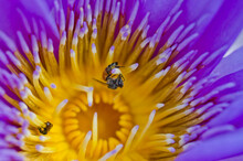 Close-up Of Blooming Yellow, White And Purple Fancy Waterlily Or Lotus Flower With Bees And Flys Inside Of Lotus. 