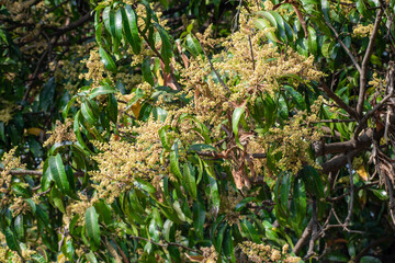 Sticker - Close up of Mango flowers in a farm, A branch of inflorescence mango flowers