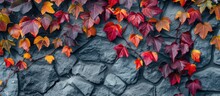 Colorful Autumn Foliage Of Climbing Plant Parthenocissus Quinquefolia Beautifully Contrasts With Grey Stone Wall, Creating A Warm And Cozy Fall Pattern Background.