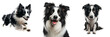 © Premium Art - Cutout set of Border Collie Dog, Running, Happy, Sad Isolated on Transparent or white background PNG, Detailed, Clipart, Printable quality