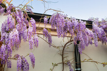 Wisteria Blossoms Growing Against A Stone House