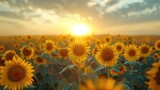 Fototapeta Kwiaty - sunrise over a field of sunflowers, early morning light, clear sky, large sunflowers
