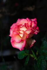 Wall Mural - Pink Rose flower with raindrops on black background