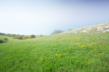 Wall Mural - Fog in green mountain meadow.