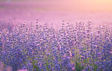 Canvas Print - Bush of lavender frower at sunset.