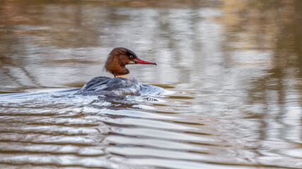 Poster - A profile portrait of a goosander, Mergus merganser, photographed as it is swimming away from the camera on the water