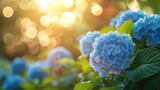 Beautiful bright background of a summer garden with a flowering blue hydrangea bush