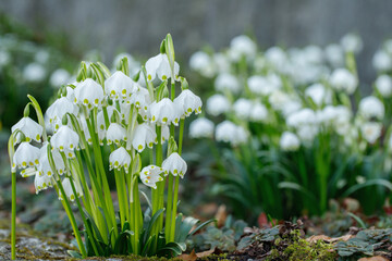Wall Mural - group of spring snowflakes (leucojum vernum). space for your text.