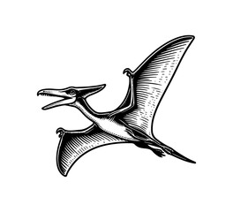 Wall Mural - pteranodon hand drawn vector dinosaur illustration