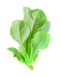 Cos Lettuce isolated on white background.