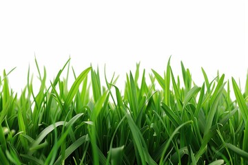 Poster - A picture of a field covered in vibrant green grass with a clear white sky in the background. Suitable for various uses
