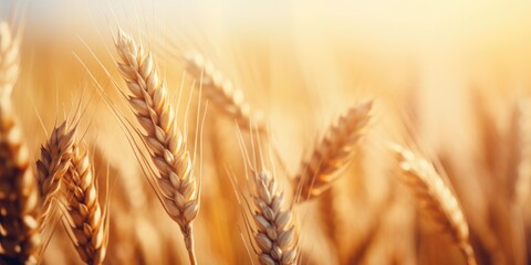 Poster - A close-up view of a bunch of wheat in a field. This image can be used to depict agriculture, farming, nature, or the harvest season