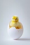 Fototapeta Zwierzęta - Chick emerging from egg, symbol of new life. Suitable for educational content and Easter celebrations. 
