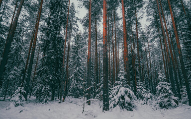 Wall Mural - Snowy pine tree forest. Nature background. Winter vibes