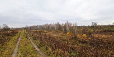 Sticker - Walking through the forest, beautiful panorama.