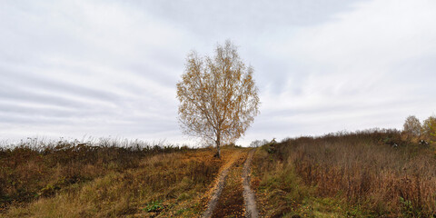 Sticker - Walking through the forest, beautiful panorama.