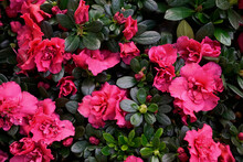 Background Of Vibrant Pink Blooming Jeremiah Azalea
