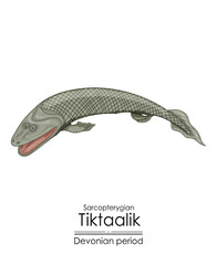 Wall Mural - Tiktaalik, a link between aquatic fish and tetrapods. Devonian period sarcopterygian, an extinct fishlike aquatic animal. Colorful illustration on a white background