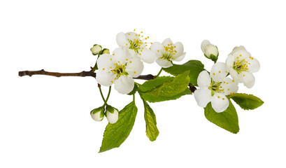Spring twig with fresh flowers and leaves of prunus tree isolated on white or transparent background