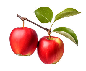 Wall Mural - Two red apples on branch isolated on white background