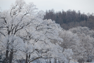 Wall Mural - trees covered in frost back lit by winter sun