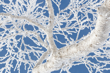 Wall Mural - tree twigs and branches covered in thick frost