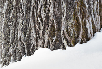 Wall Mural - rough tree bark and fresh white snow background