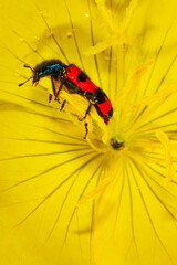 Wall Mural - red beetle motley bee eats pollen on a yellow buttercup flower