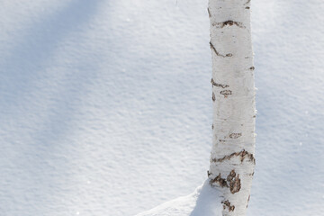 Wall Mural - white silver birch tree trunk and snow background
