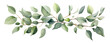 Green eucalyptus leaves stem twig wreath hand drawn.