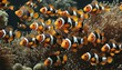 Many tropical clown fishes in coral waters and natural habitat