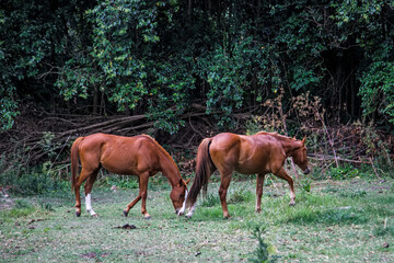 herd of horses in the forest