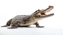 On An Entirely White Background, A Crocodile Is Opening Its Mouth.