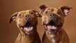 Staffordshire Bull Terrier dogs studio shot close-up.