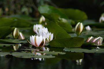 Wall Mural - Water flowers of Danube.