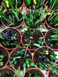 Fresh sprouted iris lowers in the pots with soil for sale. High quality photo
