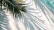 a palm tree leaf shadow