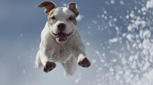 American Staffordshire Terrier Jumps High In The Air Against A Blue Sky