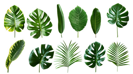 Wall Mural - Tropical palm leaves (Monstera) are set on an isolated, transparent white background. Watercolor, hand-painted, summer clipart