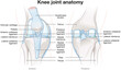Knee Joint Anatomy. Labeled. Illustration