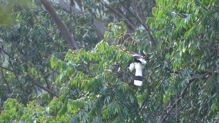 Wall Mural - The great hornbill (Buceros bicornis), also known as the concave-casqued hornbill, great Indian hornbill or great pied hornbill