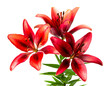 Rote Lilien isoliert auf weißen Hintergrund, Freisteller 