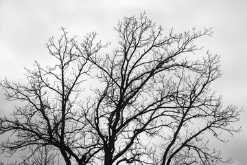 Canvas Print - black and white depiction of a bare tree in silhouette