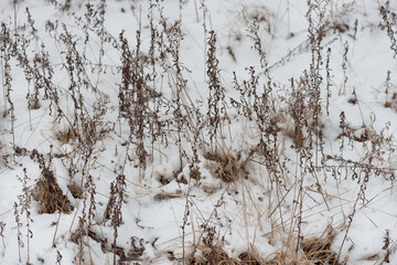 Canvas Print - snow covered grasses and dried plants