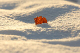 Fototapeta Boho - Old leaf stuck upright in the snow, illuminated by the sun from behind