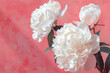 white peonies on a pink background in the style of mi