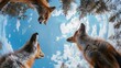 Bottom view of foxes standing in a circle against the sky. An unusual look at animals. Animal looking at camera